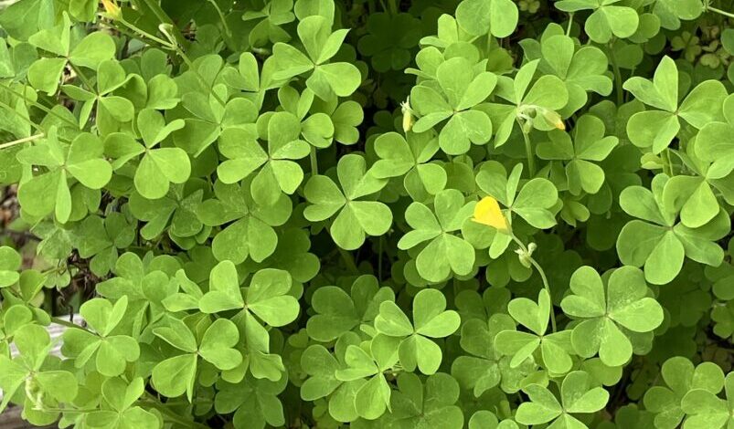 なんて名前かなぁ