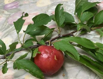 貴重な杏の実