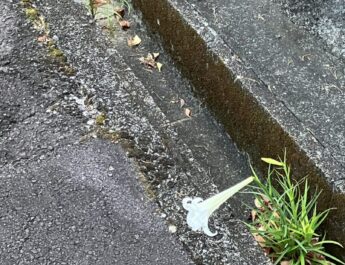 根性ユリ