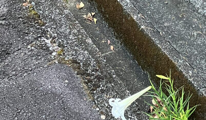 根性ユリ